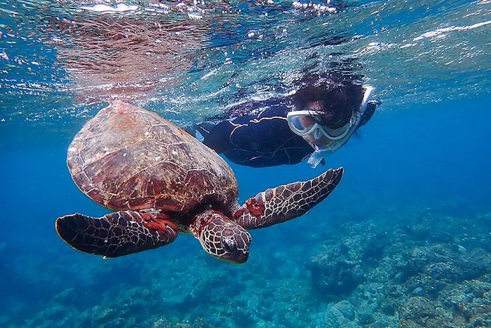 Snorkeling in Yakushima
