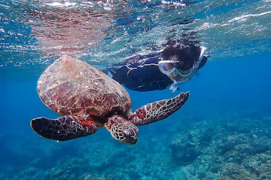 Snorkeling in Yakushima