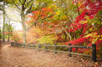 A dirt path runs alongside a wooden fence in a forest with trees displaying vibrant autumn colors of red, orange, and yellow leaves under soft sunlight.