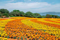 A vibrant field of orange and yellow flowers arranged in patterns stretches toward green trees, with hills and water visible in the background under a partly cloudy sky.