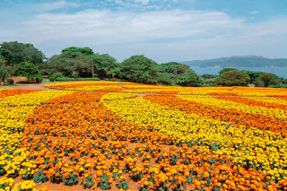 A vibrant field of orange and yellow flowers arranged in patterns stretches toward green trees, with hills and water visible in the background under a partly cloudy sky.