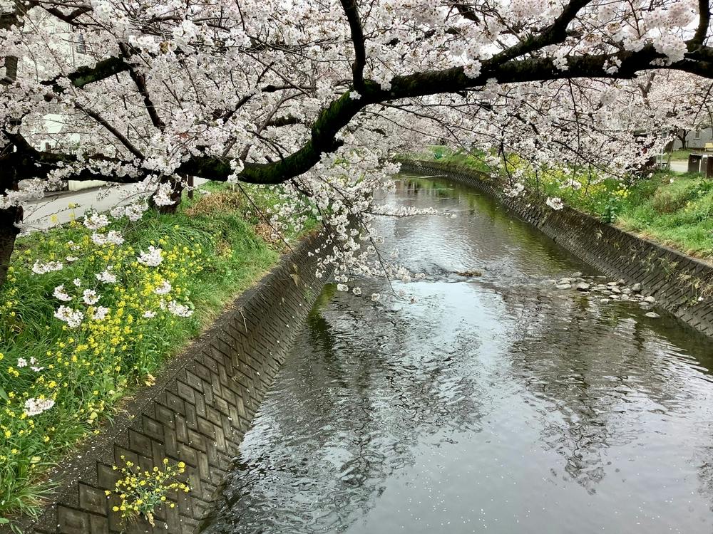 Cherry blossom trees with pink flowers arch over a calm river lined with concrete and grass, with yellow wildflowers blooming along the bank.