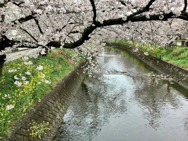 Gojo River in Iwakura: Highlights, Access & Tips - Trip To Japan