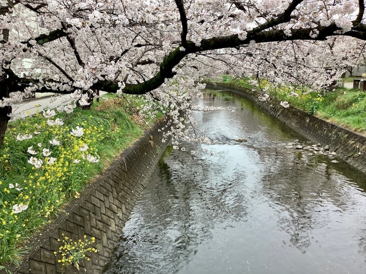 Gojo River
