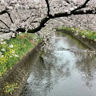 Gojo Arch Gojo River in Iwakura: Highlights, Access & Tips - Trip To Japan