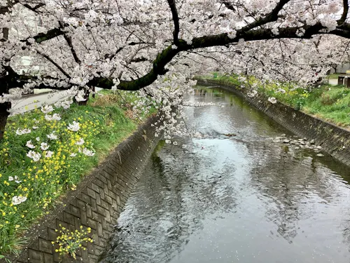 Gojo River Cherry blossom trees with pink flowers arch over a calm river lined with concrete and grass, with yellow wildflowers blooming along the bank.