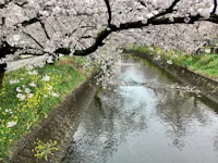 Cherry blossom trees with pink flowers arch over a calm river lined with concrete and grass, with yellow wildflowers blooming along the bank.
