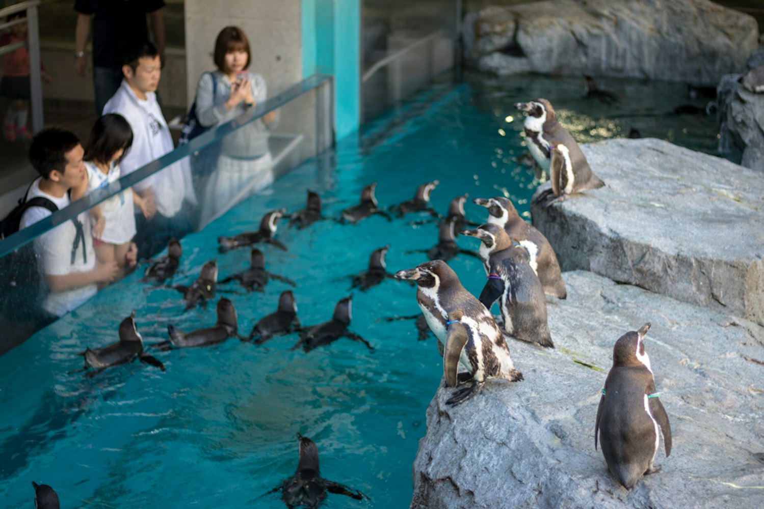 Nagasaki Penguin Aquarium