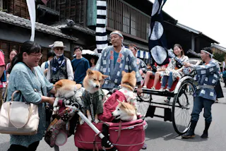 A lively street scene at a festival with people in traditional Japanese clothing. Three Shiba Inu dogs in patterned outfits sit in a stroller, and a rickshaw carries a smiling woman, while others walk and watch nearby.