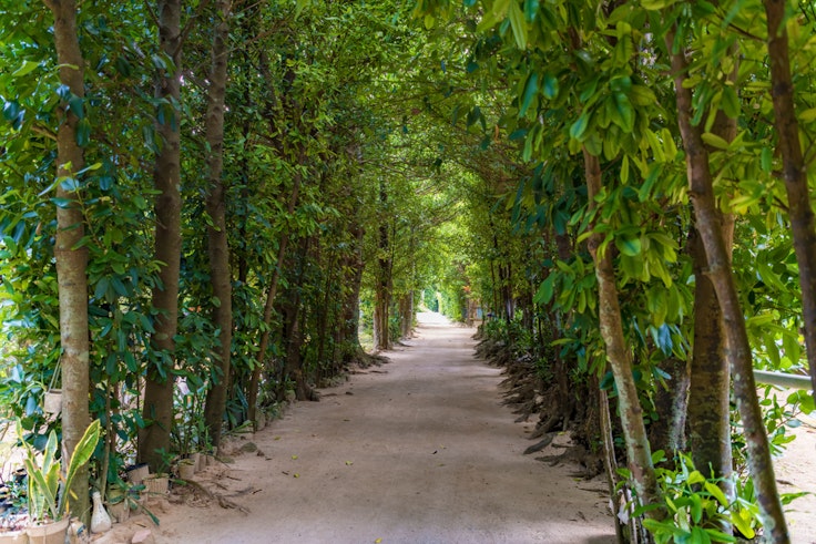 Bise Fukugi Tree Road