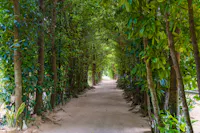 A dirt pathway lined with dense, tall green trees on both sides creates a natural leafy tunnel. Sunlight filters gently through the foliage, casting dappled shadows along the quiet, inviting path.