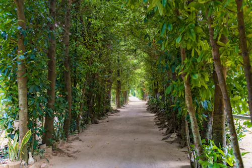 A dirt pathway lined with dense, tall green trees on both sides creates a natural leafy tunnel. Sunlight filters gently through the foliage, casting dappled shadows along the quiet, inviting path.