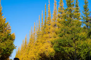 Tall trees with yellow and green leaves line a path under a clear blue sky. The trees form a neat row, and the bright sunlight highlights the vibrant autumn colors.