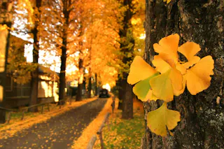 Yellow ginkgo leaves cling to a tree trunk in the foreground, with a tree-lined street stretching into the distance. The street and trees are covered in golden foliage, creating a warm autumn scene.
