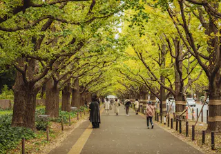People walk along a tree-lined path under tall, leafy ginkgo trees forming a canopy, with green and yellow foliage. The scene is peaceful and inviting, and the path is bordered by wooden posts and greenery.