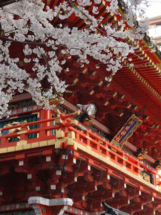 Cherry blossoms in full bloom frame the ornate red and gold exterior of a traditional Japanese temple, showcasing intricate architectural details and vibrant colors.