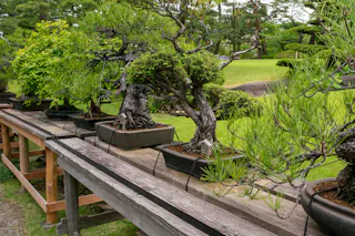 A row of bonsai trees in rectangular pots displayed on wooden benches outdoors, with a green grassy garden and trees in the background.