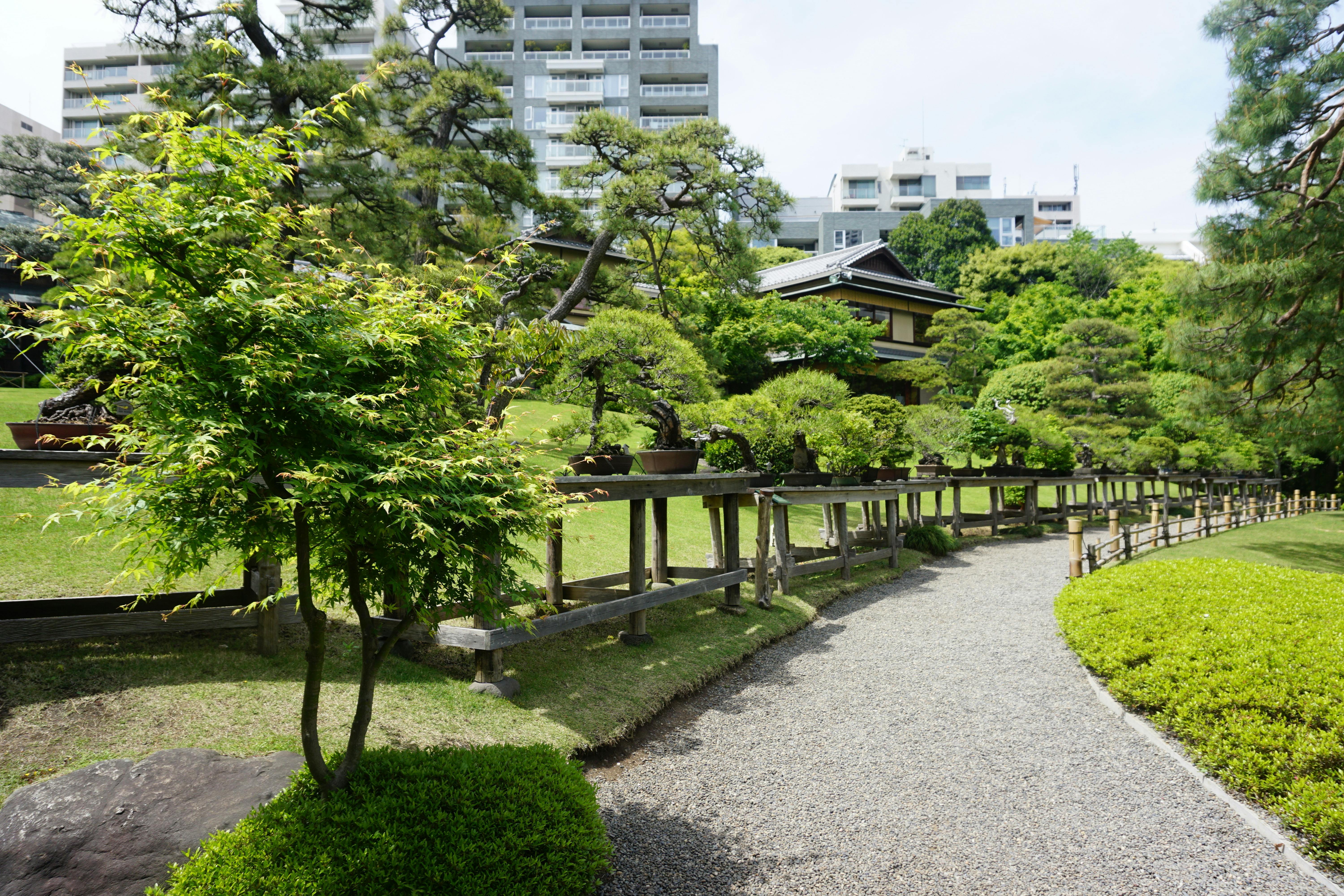 A gravel path curves through a traditional Japanese garden with neatly trimmed bushes, bonsai trees on wooden stands, and modern apartment buildings visible in the background.