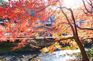 Autumn scene with vibrant red and orange leaves on trees by a flowing river. Sunlight filters through the branches, casting a warm glow over the landscape. A fence and building are visible in the background.