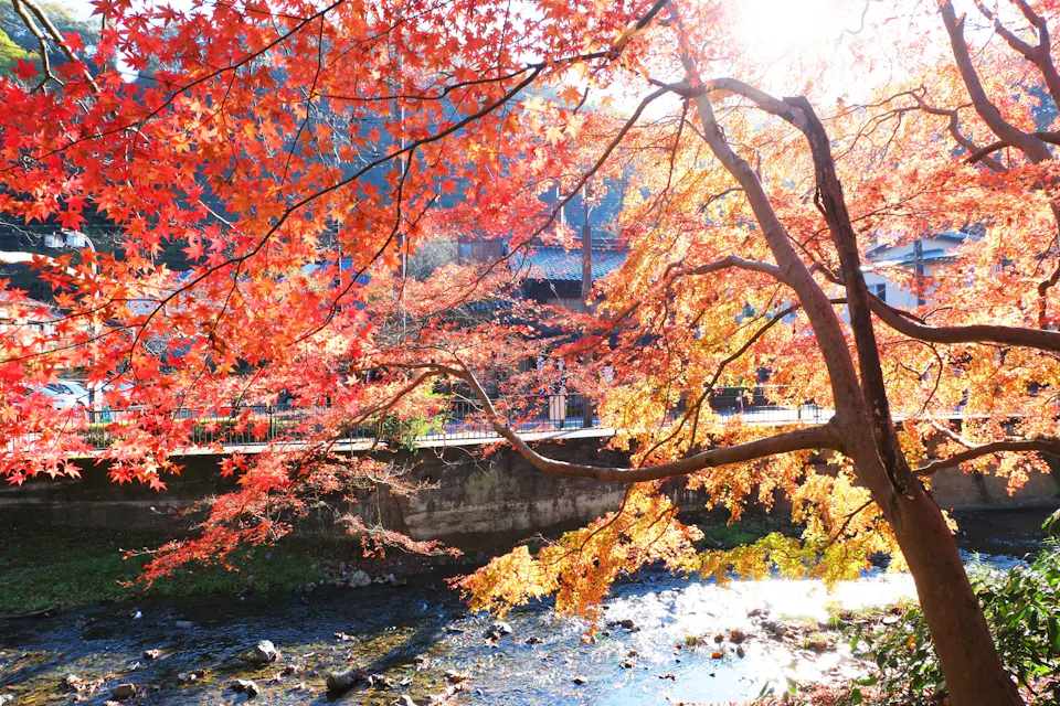 Autumn scene with vibrant red and orange leaves on trees by a flowing river. Sunlight filters through the branches, casting a warm glow over the landscape. A fence and building are visible in the background.