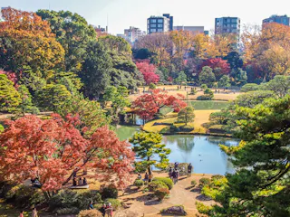 A vibrant Japanese garden in autumn with colorful trees, a pond, walking paths, and people enjoying the scenery; city buildings are visible in the background under a clear sky.