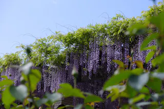 Jindai Botanical Gardens