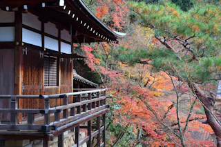 A traditional Japanese wooden building with a balcony overlooks vibrant autumn foliage, including red and orange maple leaves and green pine branches, creating a serene seasonal landscape.