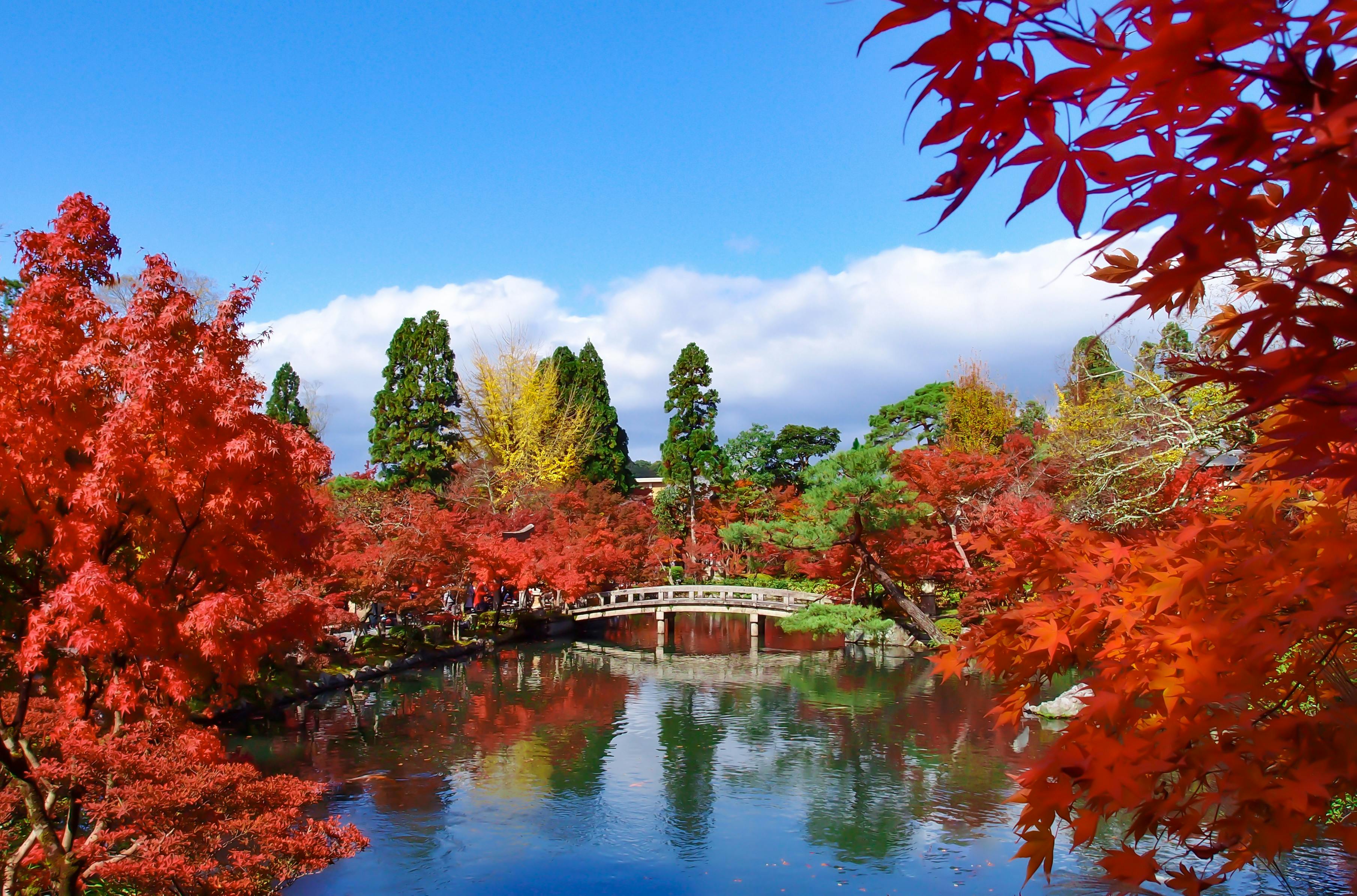 A scenic view of a Japanese garden featuring a small wooden bridge over a calm pond, surrounded by vibrant red and orange autumn foliage and tall green trees under a bright blue sky with white clouds.