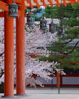 Traditional Japanese lanterns hang from the eaves of a building with red columns, with cherry blossom trees and green pine trees in full bloom in the background.