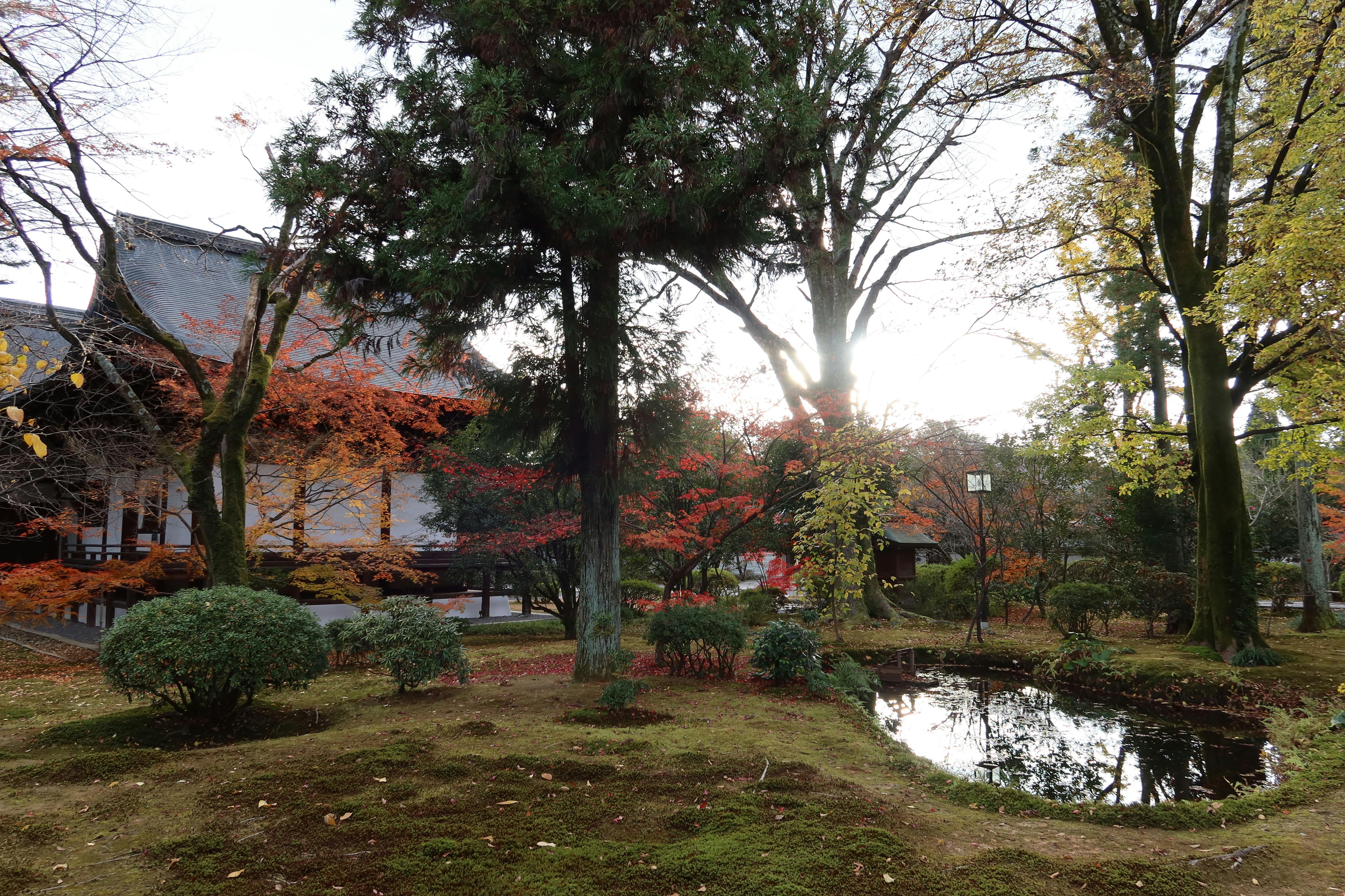 A tranquil Japanese garden with mossy ground, a pond reflecting trees, vibrant autumn foliage, and a traditional wooden building partially visible in the background. Sunlight filters through the branches.