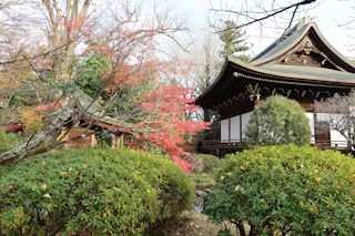 A traditional Japanese building surrounded by lush green bushes and trees with autumn foliage, featuring vibrant red leaves and a peaceful garden setting.