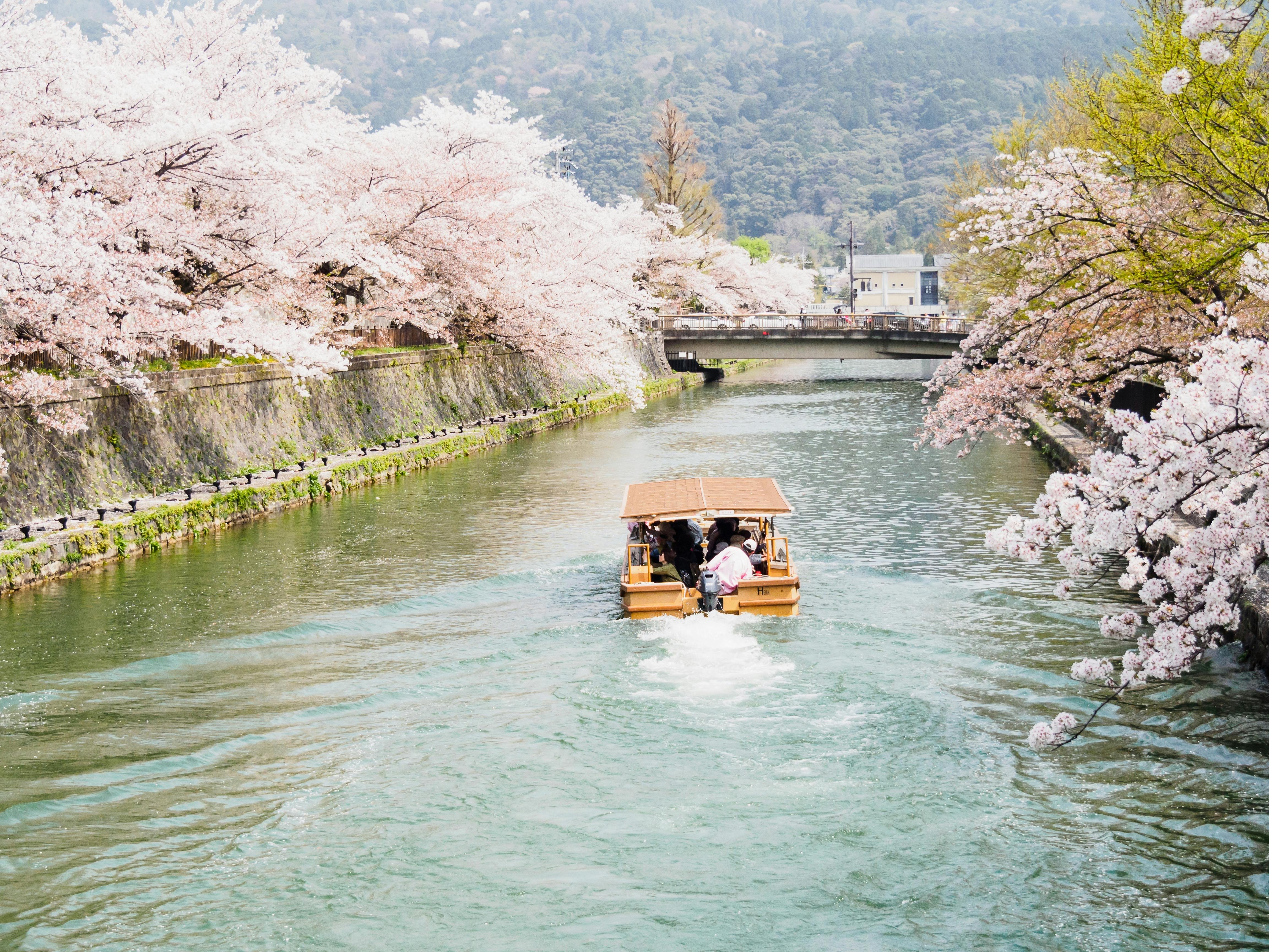 A wooden boat with passengers travels down a river lined with blooming cherry blossom trees, with a bridge and distant buildings visible under a clear sky.