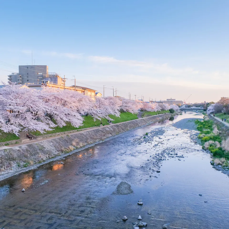 Kabo Riped Kamo River in Kyoto: Highlights, Access & Tips - Trip To Japan