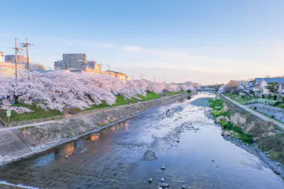 A serene river flows through a cityscape, bordered by vibrant cherry blossom trees in full bloom. The sky is clear and blue, casting a soft light over the scene, highlighting a mix of urban buildings and natural greenery.