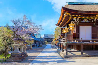 Traditional Japanese shrine buildings with ornate wooden architecture and gold lanterns line a stone pathway. Cherry blossoms and trees surround the area under a clear blue sky.