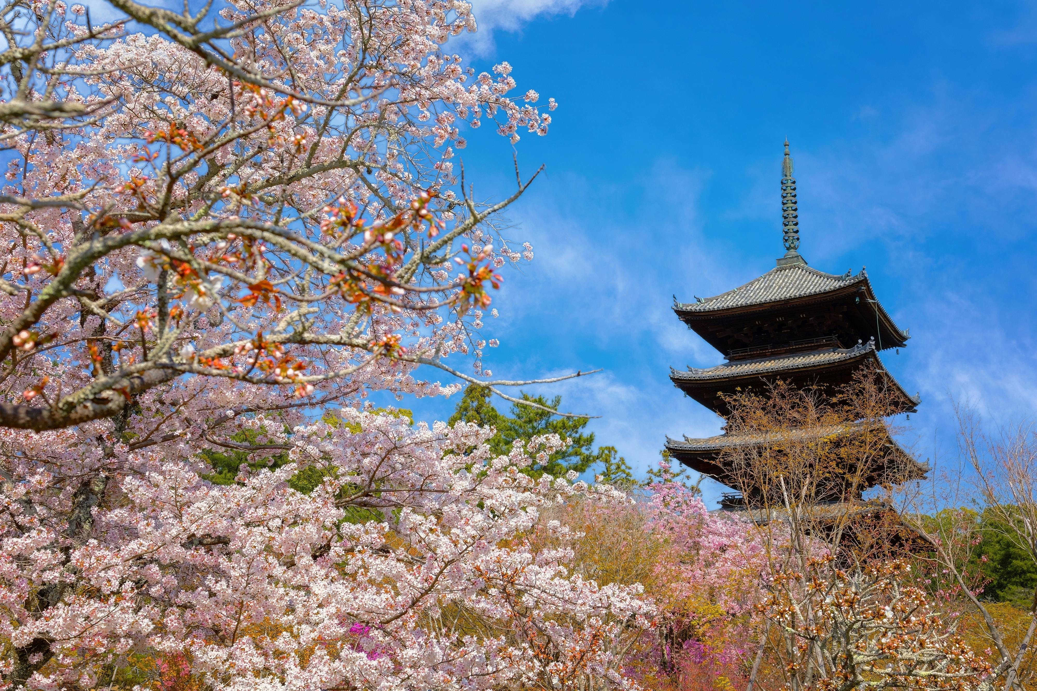Cherry blossom trees in full bloom surround a traditional Japanese pagoda under a bright blue sky.