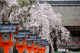 Rows of traditional Japanese lanterns line a walkway beneath blooming cherry blossom trees, with a thatched-roof building and floral decorations in the background.