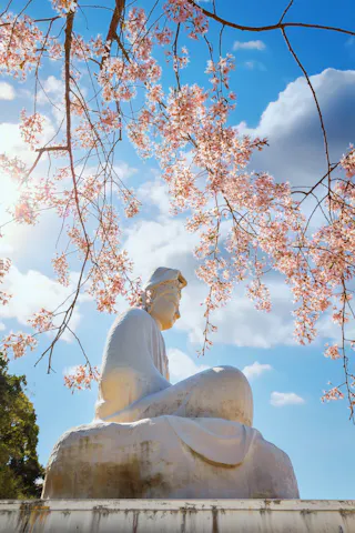 A large white Buddha statue sits beneath blooming cherry blossom branches against a bright blue sky with fluffy clouds and sunlight filtering through.