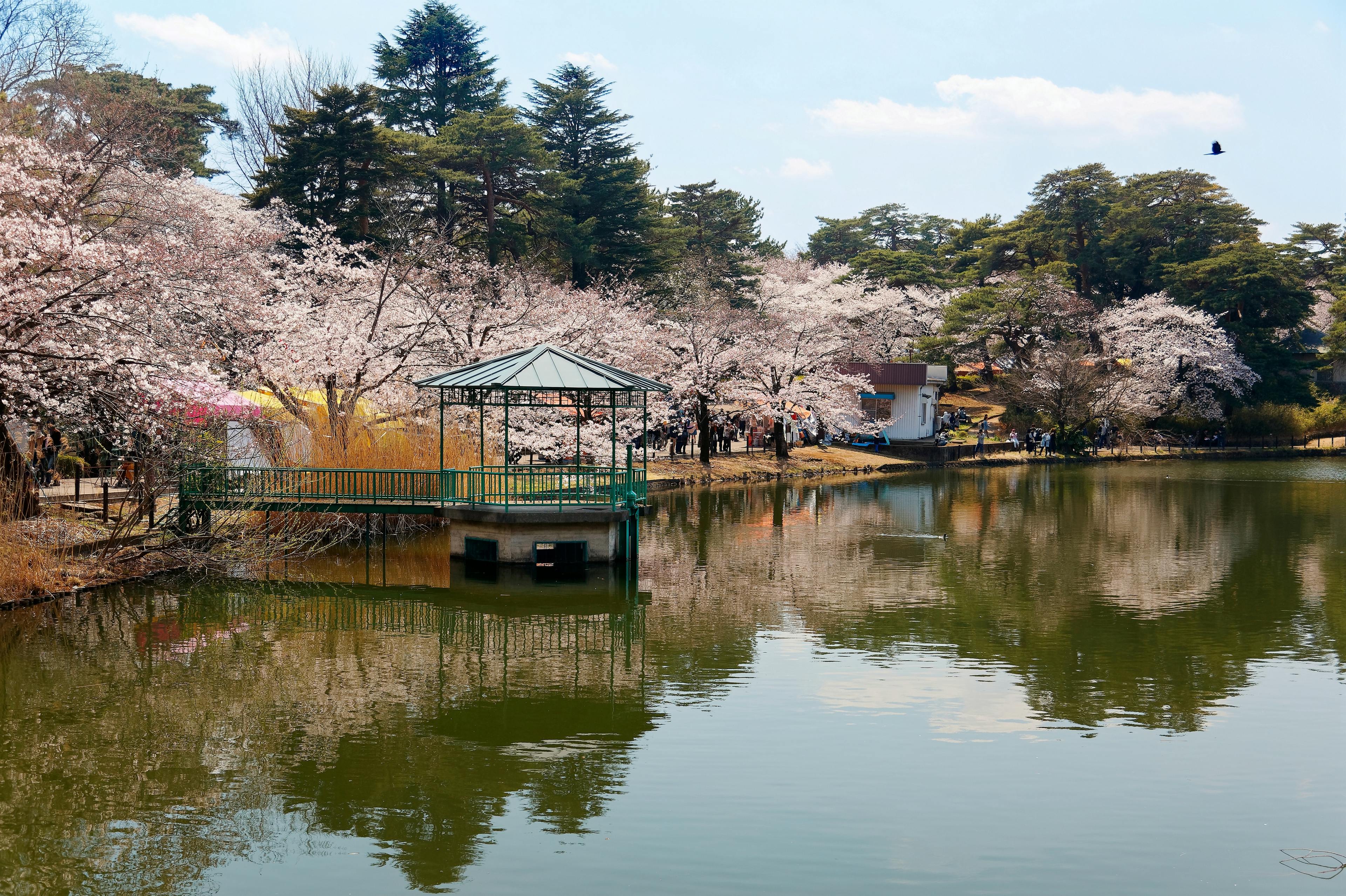 A peaceful lakeside scene with cherry blossom trees in full bloom, a small gazebo on a pier, and reflections in the calm water. People stroll by the trees, and a bird flies in the blue sky above.