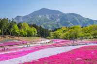 A scenic field of vibrant pink and white moss phlox flowers in full bloom, with people walking along paths and lush green trees and a forested mountain rising in the background under a clear blue sky.