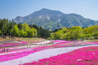 A scenic field of vibrant pink and white moss phlox flowers in full bloom, with people walking along paths and lush green trees and a forested mountain rising in the background under a clear blue sky.