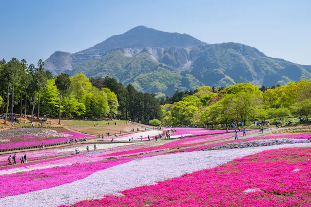 A scenic field of vibrant pink and white moss phlox flowers in full bloom, with people walking along paths and lush green trees and a forested mountain rising in the background under a clear blue sky.