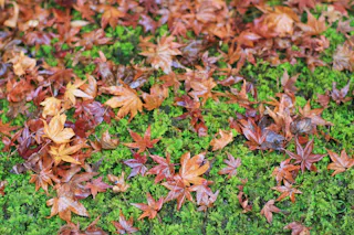 Wet red and orange autumn leaves scattered on vibrant green moss, creating a colorful contrast between the fallen leaves and the lush ground cover.