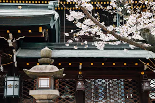 Stone lantern and blooming cherry blossoms in front of a traditional Japanese building with ornate wooden details and a green tiled roof.