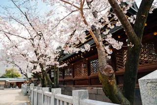 Cherry blossom trees in full bloom line a traditional wooden Japanese building, bordered by a stone fence on a sunny day.