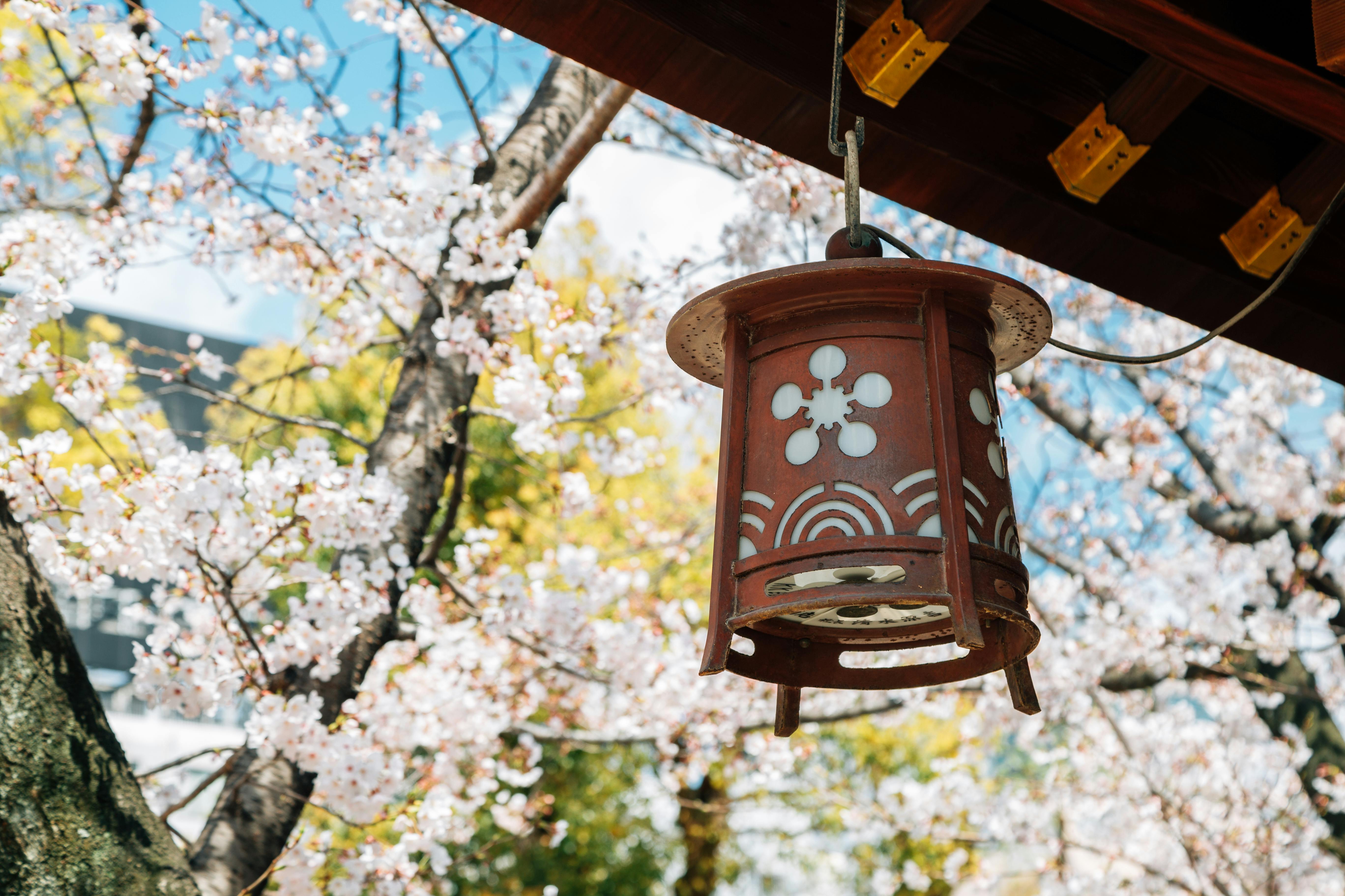 A traditional Japanese lantern hangs from a wooden structure, with blooming cherry blossom trees and a bright blue sky in the background.
