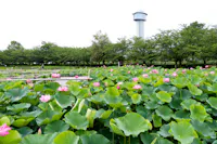 A lush lotus pond filled with large green leaves and pink flowers sits in front of leafy trees, with a tall observation tower rising in the background under a bright, overcast sky.