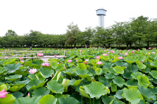 A lush lotus pond filled with large green leaves and pink flowers sits in front of leafy trees, with a tall observation tower rising in the background under a bright, overcast sky.