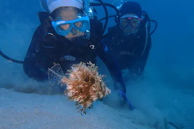 Yakushima Snorkeling Tour