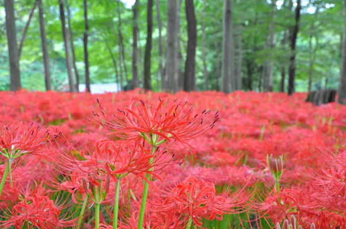 A vibrant field of red spider lilies in full bloom stretches beneath tall trees in a lush forest, creating a striking contrast between the bright flowers and the green foliage.